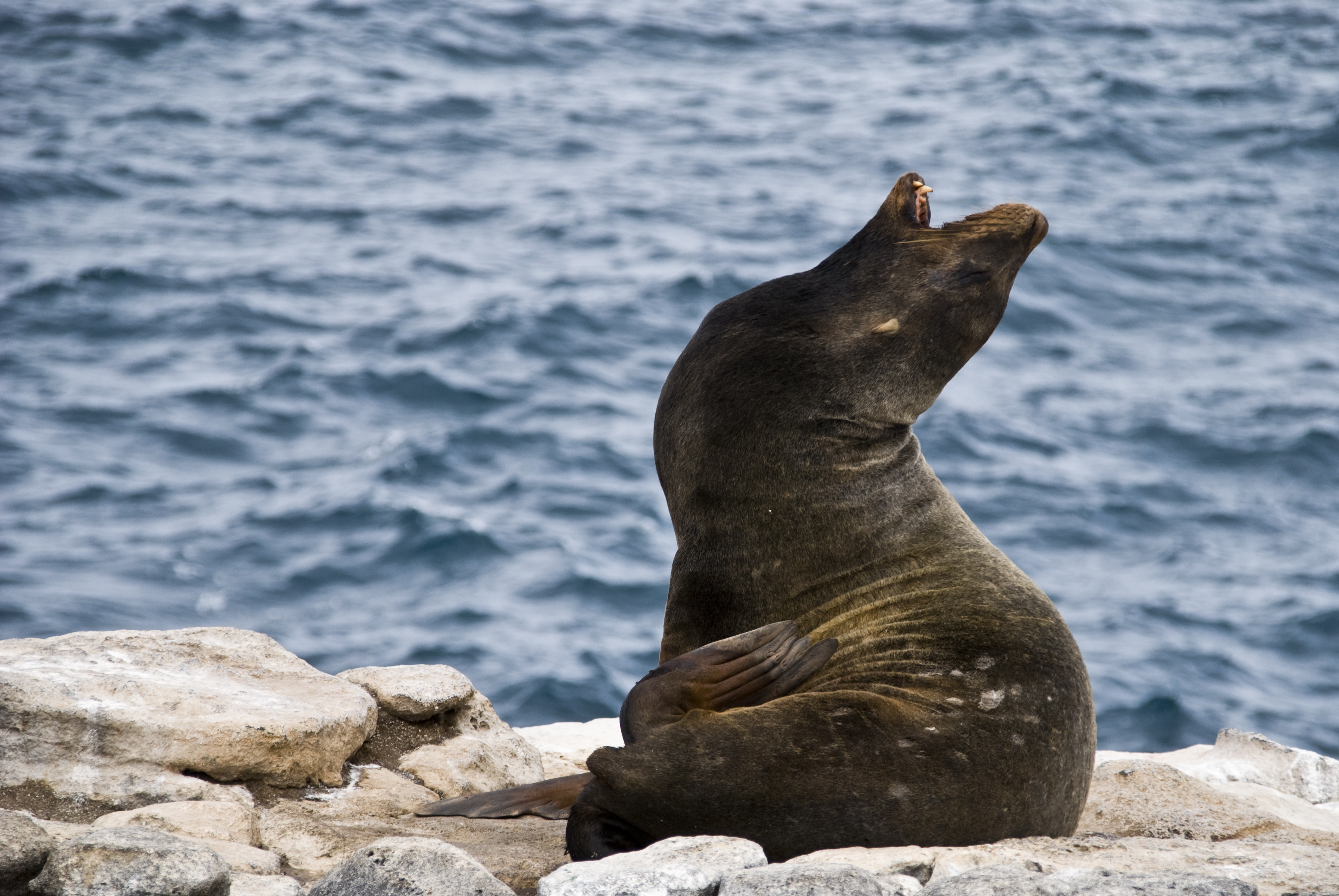 Seelöwe